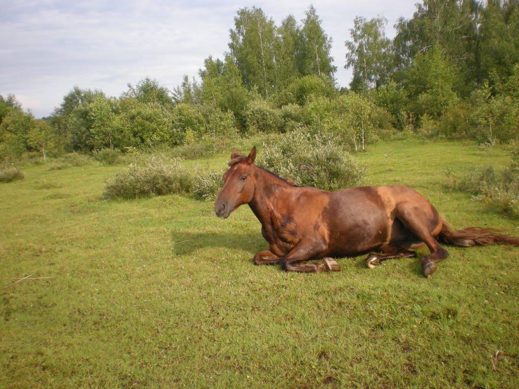 Селісок з panoramio.com - Селісок