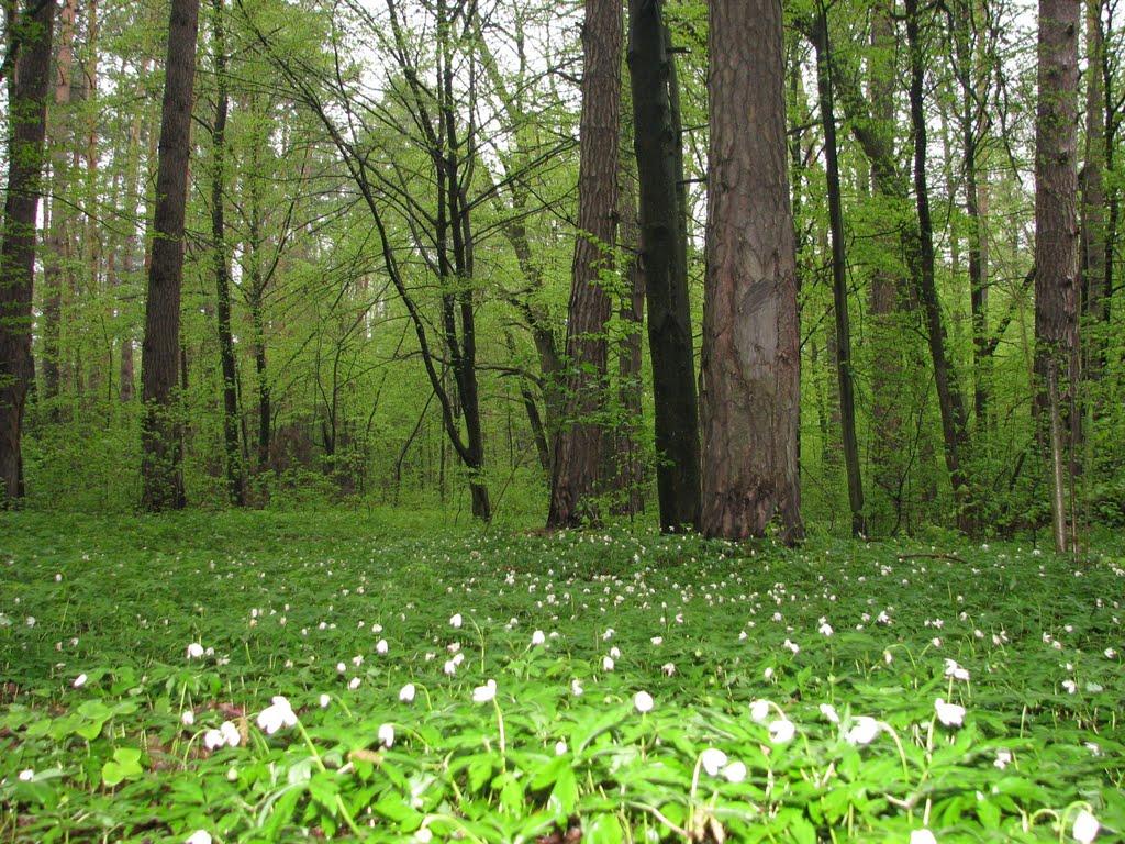 Андрієвичі з panoramio.com - Андрієвичі