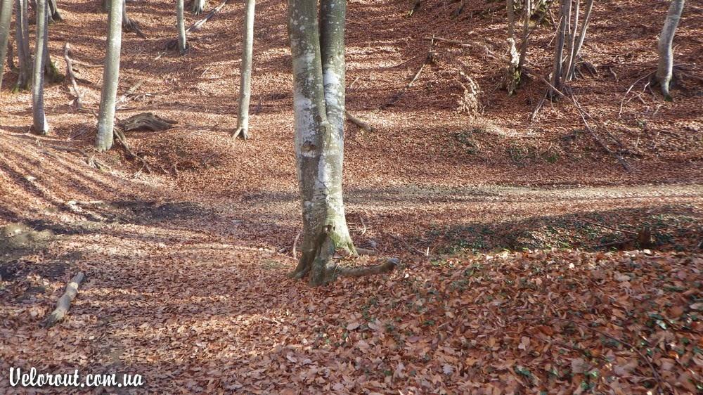 Поляна з panoramio.com - Поляна