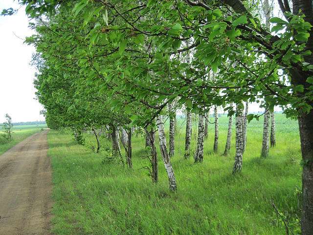 Наші Стрільчинці - Стрільчинці