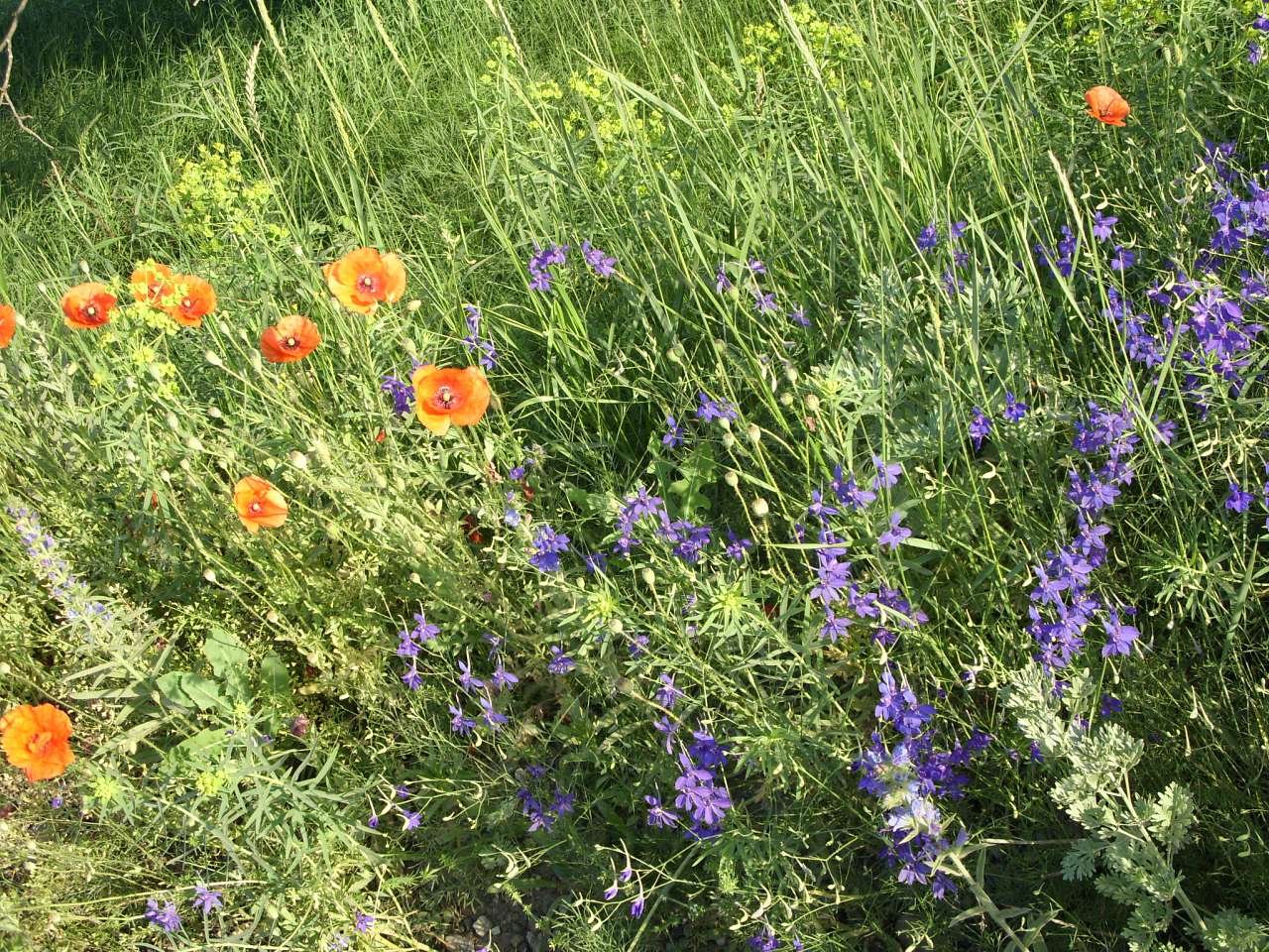 Краєвиди Михайлівки - Михайлівка