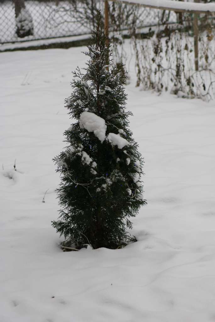 Виженка якою я ЇЇ бачу - Виженка