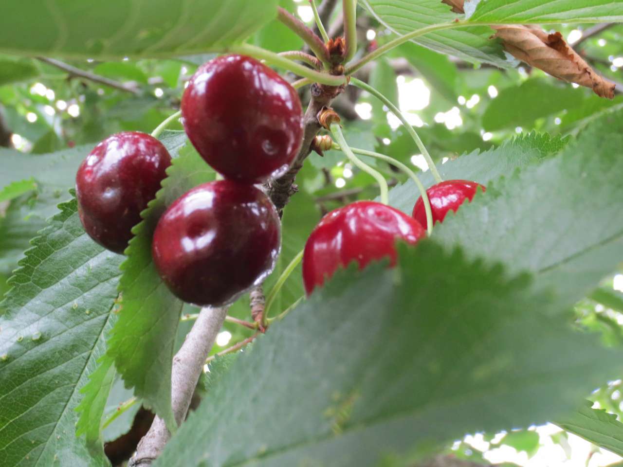 Виженка якою я ЇЇ бачу - Виженка