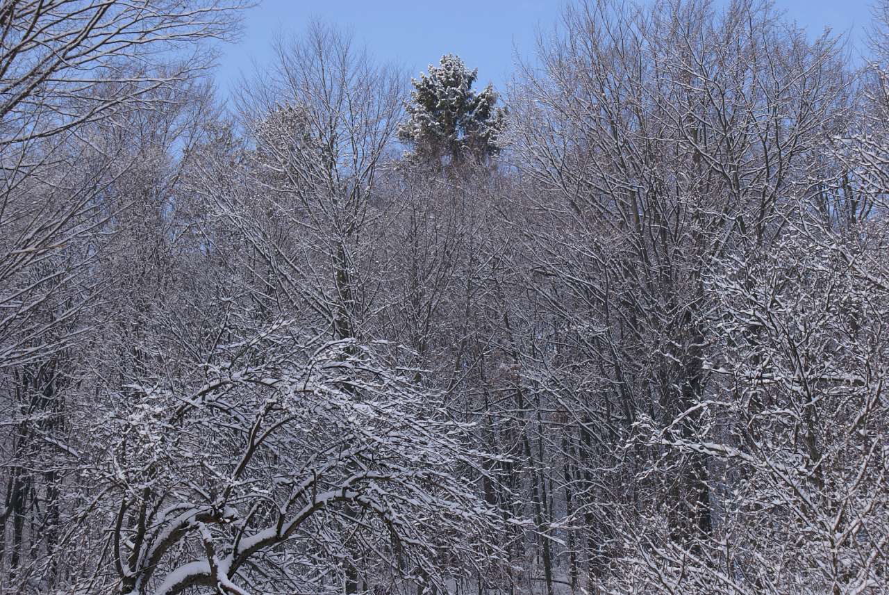 Виженка якою я ЇЇ бачу - Виженка