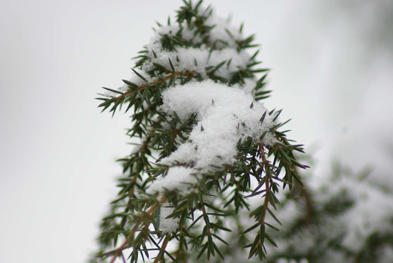 Виженка якою я ЇЇ бачу - Виженка