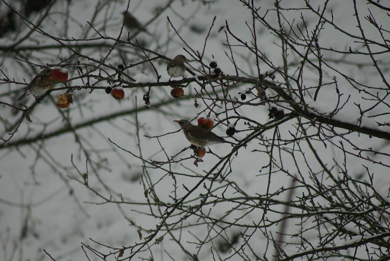 Виженка якою я ЇЇ бачу - Виженка