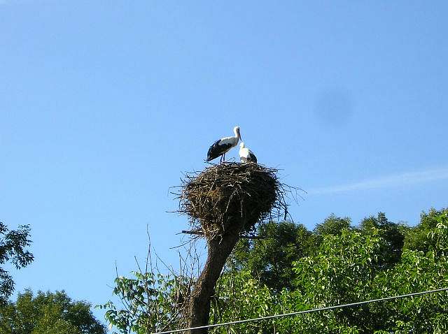 Наші Стрільчинці - Стрельчинцы