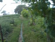 Більшовик з panoramio.com