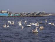 Керч з panoramio.com (ч.4)