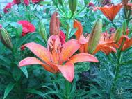 Черкаські Тишки з panoramio.com