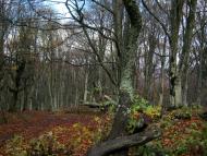 Генеральське - Останні фото