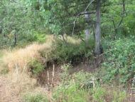 Масандра з panoramio.com