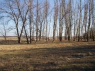 Миколаївське з panoramio.com