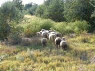 Рибальче з panoramio.com