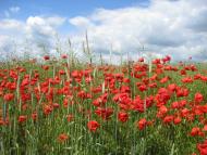 Мирове з panoramio.com