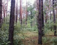 Мигалки з panoramio.com