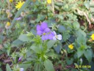 Михайлівка з panoramio.com