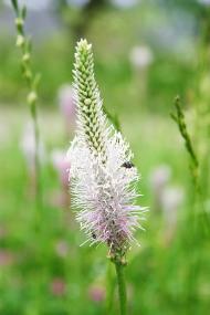 Свірж з panoramio.com