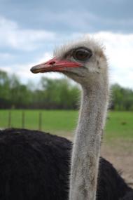 Іза з panoramio.com