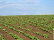 Новоантонівка з panoramio.com