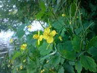 Шмырки - Последние фото