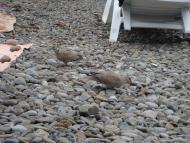 Малоріченське з panoramio.com