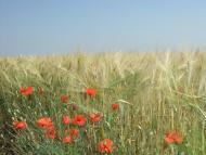 Болгарка - Останні фото