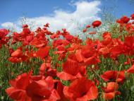 Мирове з panoramio.com