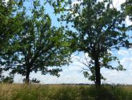 Катеринівка з panoramio.com