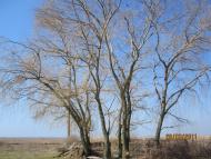 Більшовик - Останні фото