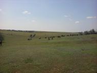 Калчева - Останні фото