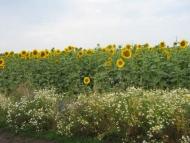 Мурафа з panoramio.com