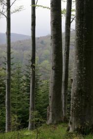 Боберка з panoramio.com