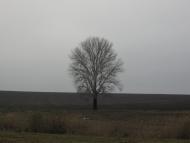 Давидівка з panoramio.com