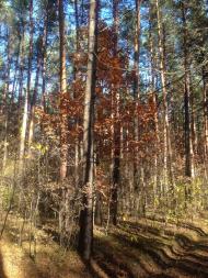 Климентовичі з panoramio.com