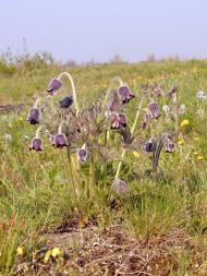 Мигія з panoramio.com