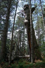 Совєтське з panoramio.com (ч.2)