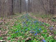 Несваткове з panoramio.com