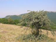 Санаторне з panoramio.com