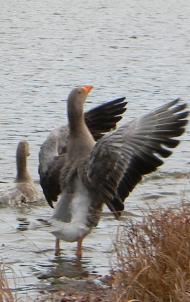 Коротич з panoramio.com