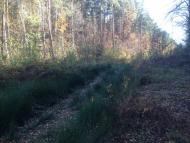 Климентовичі з panoramio.com