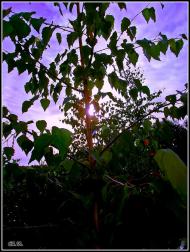 Три Копці з panoramio.com