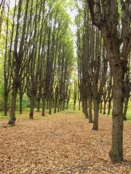 Шарівка з panoramio.com