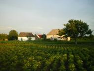 Черепашинці з panoramio.com