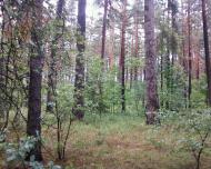 Мигалки - Останні фото