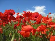 Мирове з panoramio.com