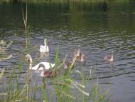 Бузьке - Останні фото