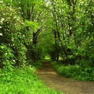 Олесько з panoramio.com