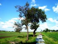 Попасне з panoramio.com