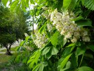 Снігурівка - Останні фото